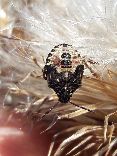 Carpocoris
