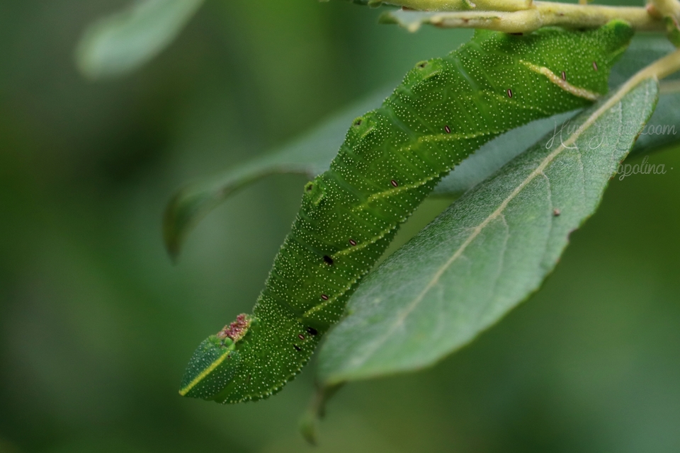Smerinthus ocellatus - esti pávaszem