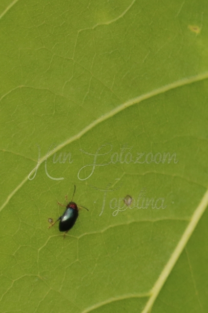 Crepidodera aurata - ékes fűz-földibolha