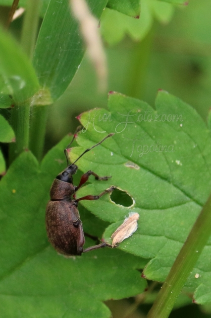 Dodecastichus