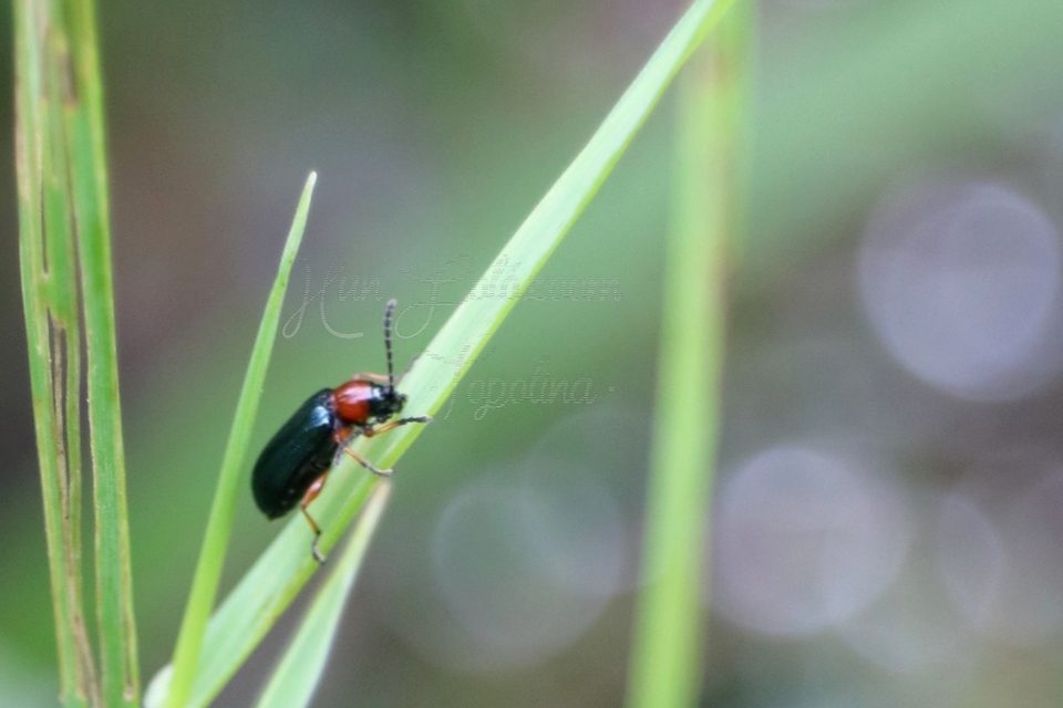 Oulema melanopus/duftschmidi