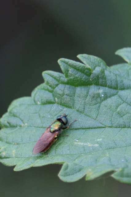 Chloromyia formosa - közönséges fémeslégy