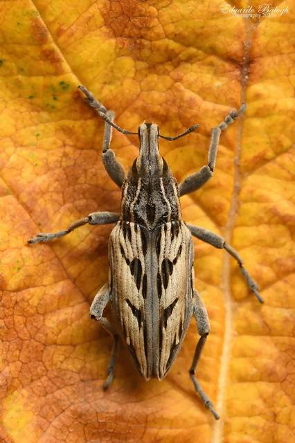 Coniocleonus nigrosuturatus - nyíljegyes barkó
