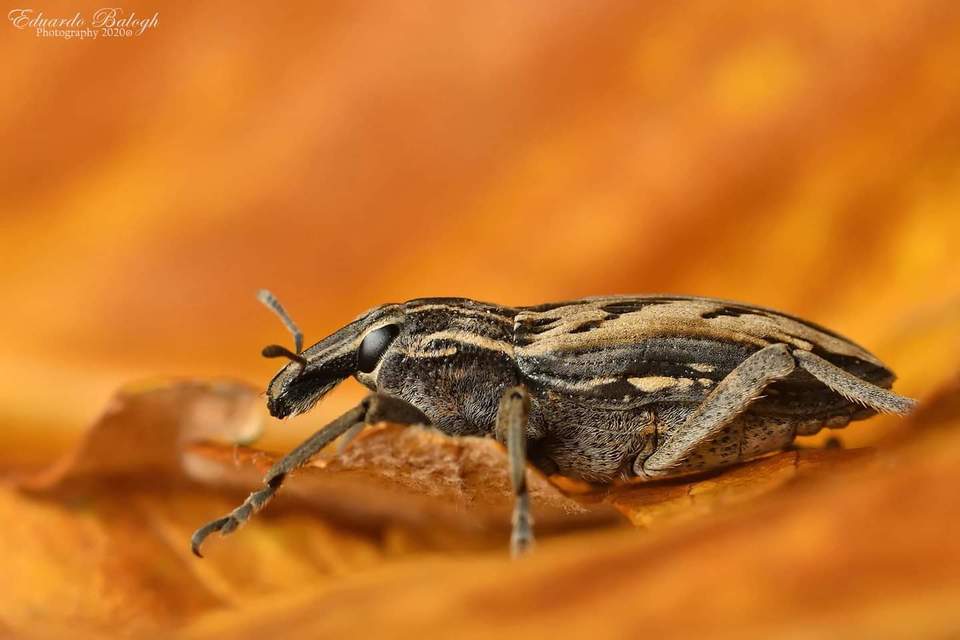 Coniocleonus nigrosuturatus - nyíljegyes barkó
