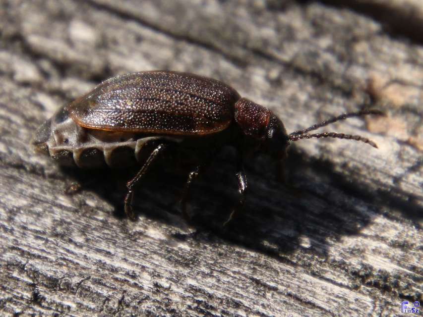 Galeruca pomonae - barna olajosbogár