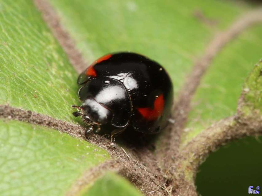 Exochomus quadripustulatus - négyfoltos szerecsenkata