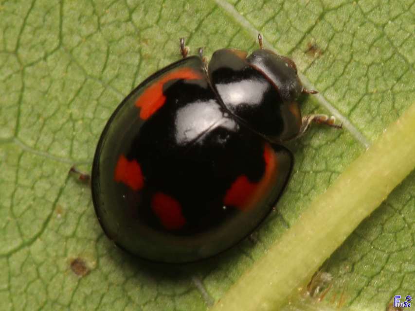 Exochomus quadripustulatus - négyfoltos szerecsenkata