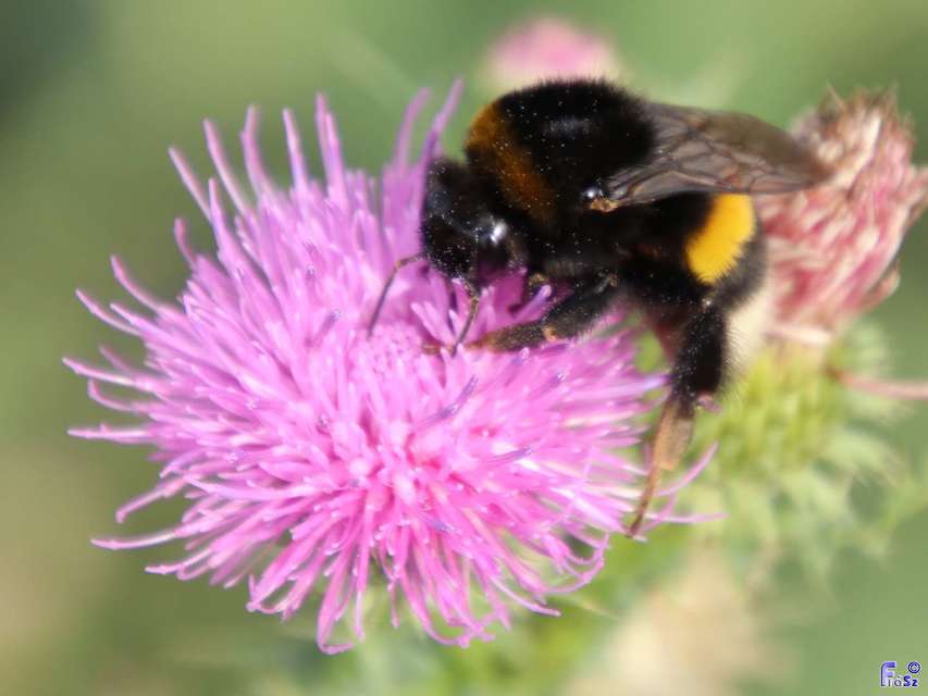Bombus terrestris/lucorum