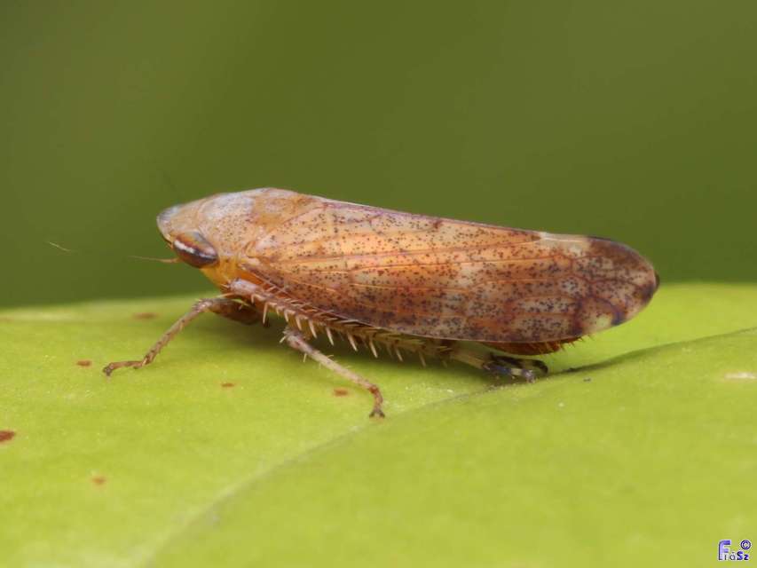 Fieberiella florii