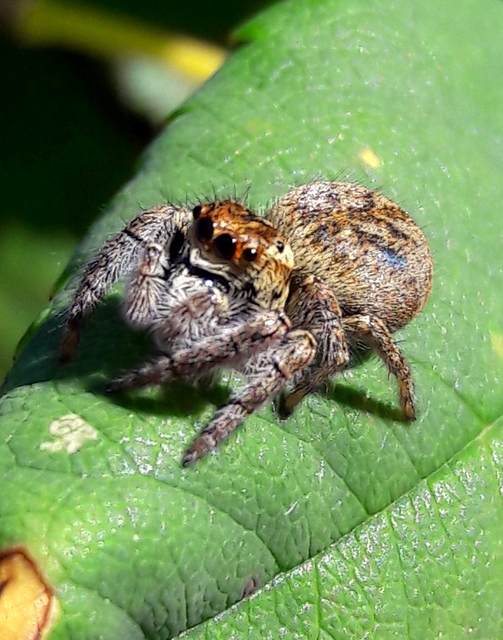 Carrhotus xanthogramma - rozsdás ugrópók