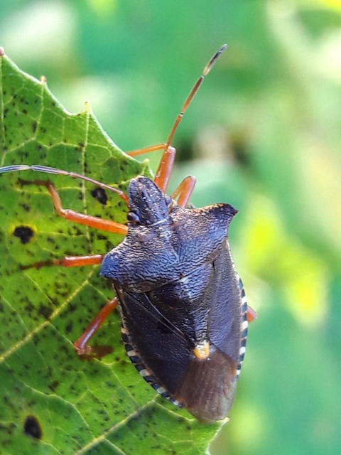Pentatoma rufipes - vöröslábú címerespoloska Pentatoma rufipes - vöröslábú címerespoloska