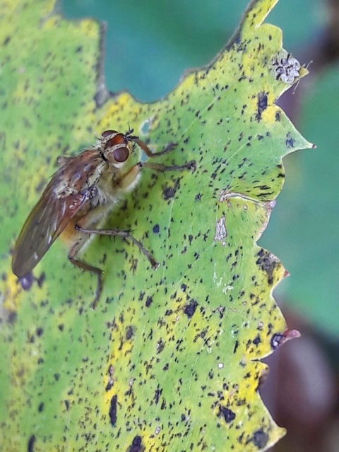 Scathophaga stercoraria - közönséges trágyalégy