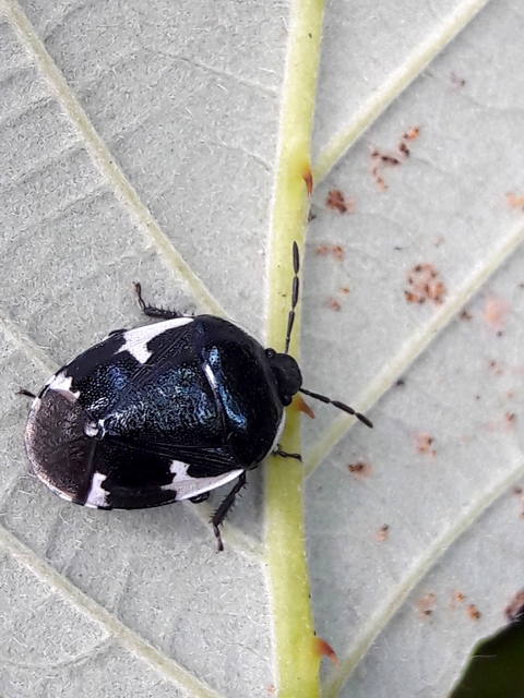 Tritomegas sexmaculatus - hatfoltos földipoloska