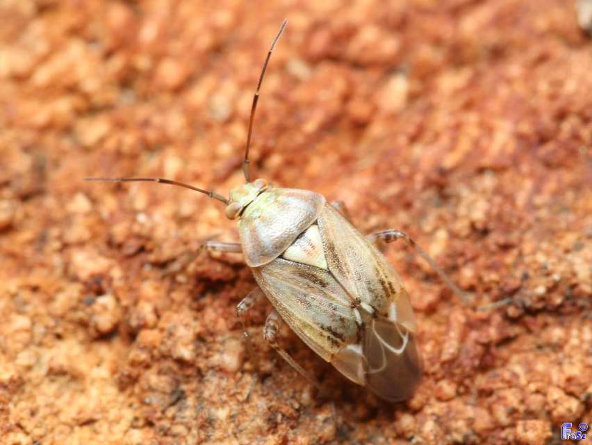 Lygus rugulipennis - molyhos mezeipoloska