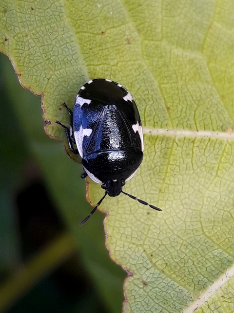 Tritomegas sexmaculatus - hatfoltos földipoloska