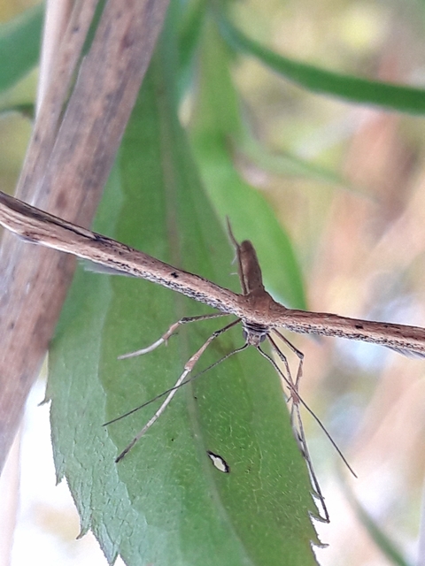 Emmelina monodactyla/argoteles