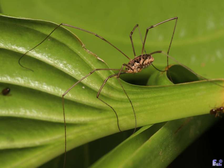 Mitopus morio