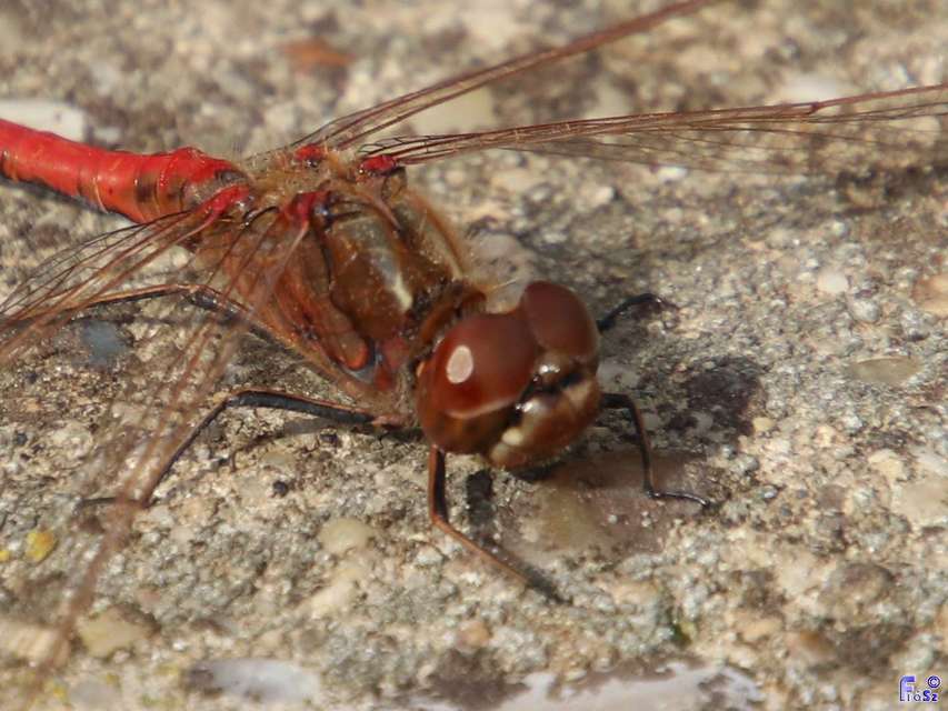 Sympetrum vulgatum - barkós katona-szitakötő