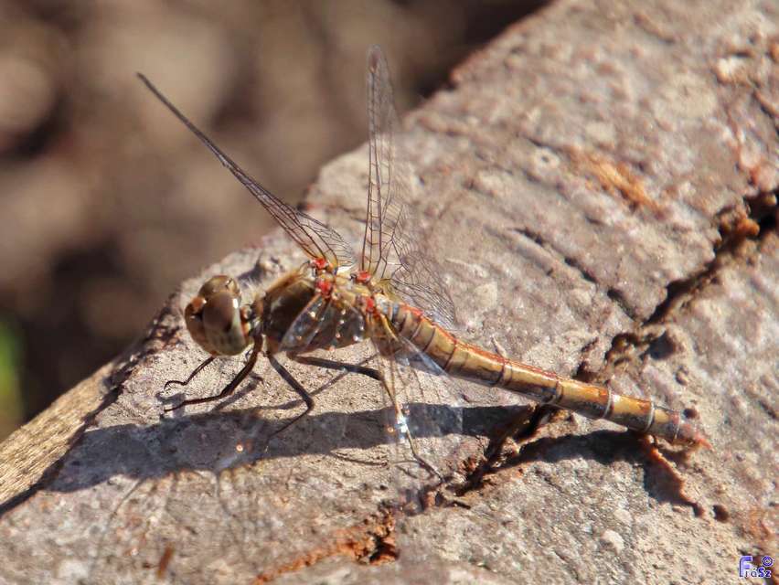 Sympetrum striolatum - harántsávos katona-szitakötő