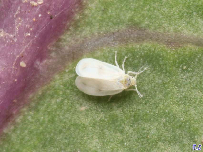 Aleyrodidae