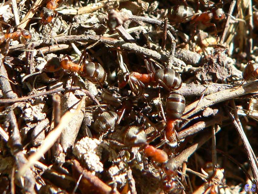 Formica polyctena - kis vöröshangya