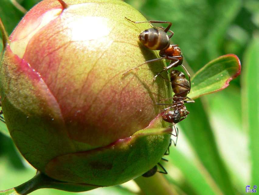 Formica rufibarbis - vörös rabszolgahangya