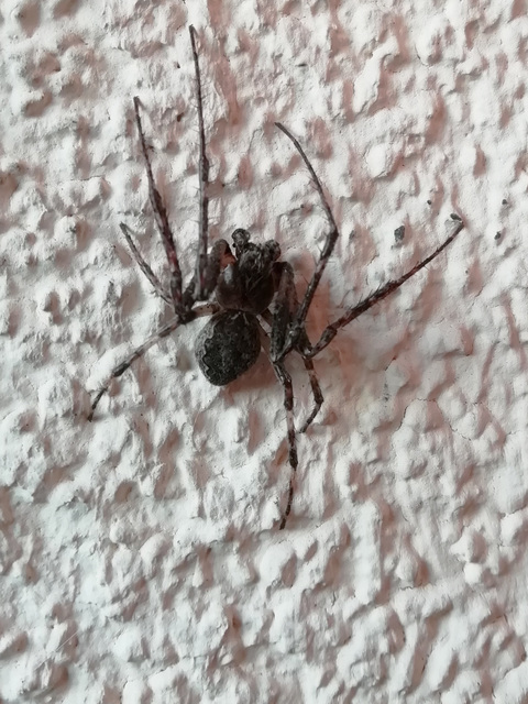 Larinioides ixobolus - ereszalji keresztespók