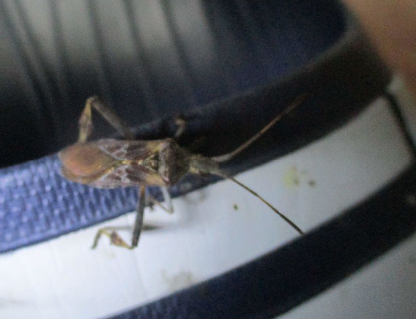 Leptoglossus occidentalis - nyugati levéllábú poloska