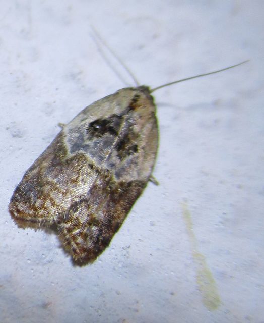 Acleris variegana - tarka levélmoly