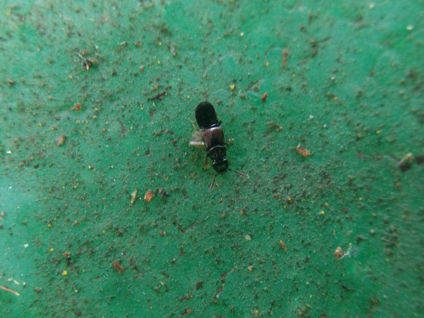 Anotylus Anotylus