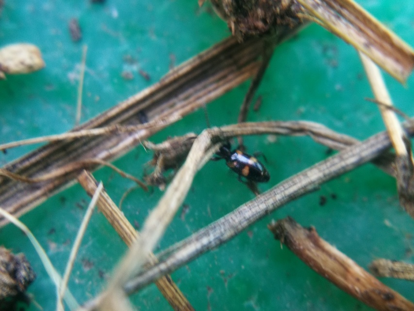 Omonadus bifasciatus - kétöves fürgebogár