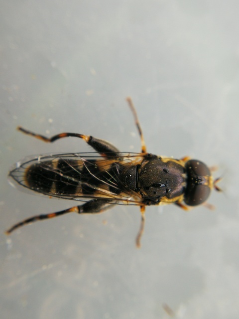 Syritta pipiens - zizegő comboslégy