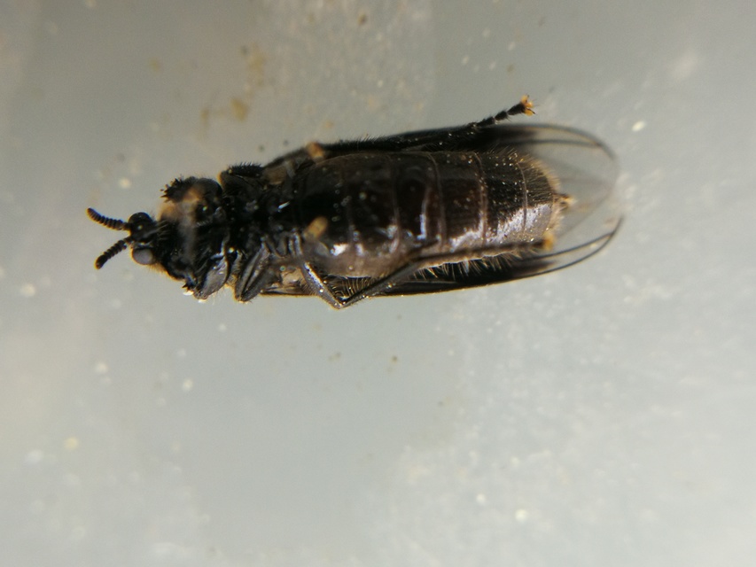 Scatopsidae - lapospotrohú muslicák