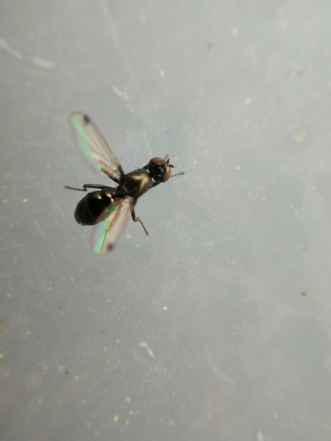 Sepsidae - billegetőlégyfélék