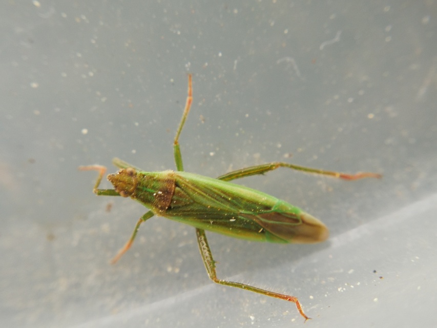 Stenodema calcarata - sarkantyús mezeipoloska
