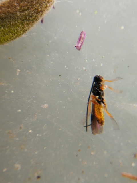 Braconidae - gyilkosfürkészek