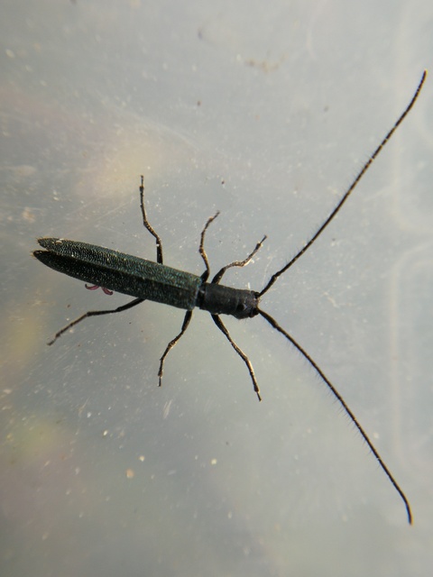 Theophilea subcylindricollis - hengeres szalmacincér