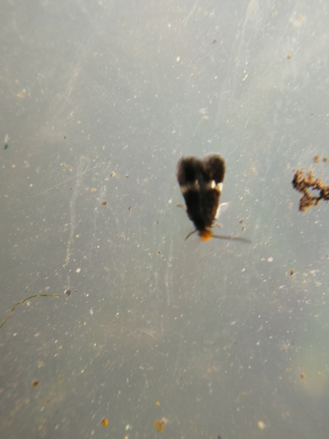 Nepticulidae - törpemolyfélék