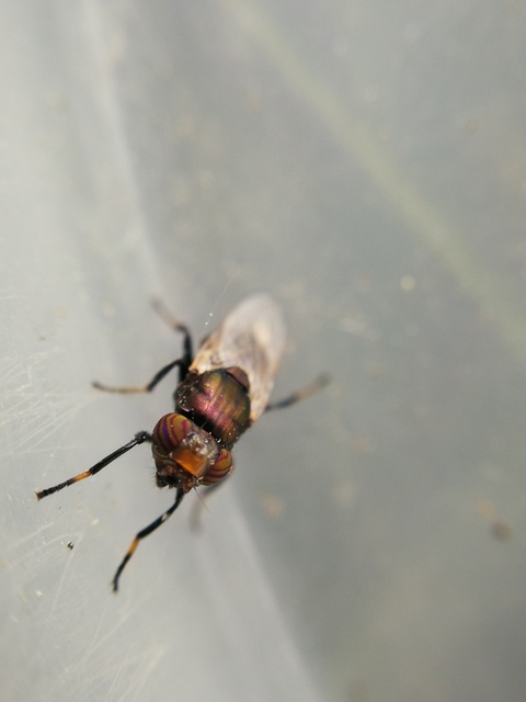 Physiphora alceae