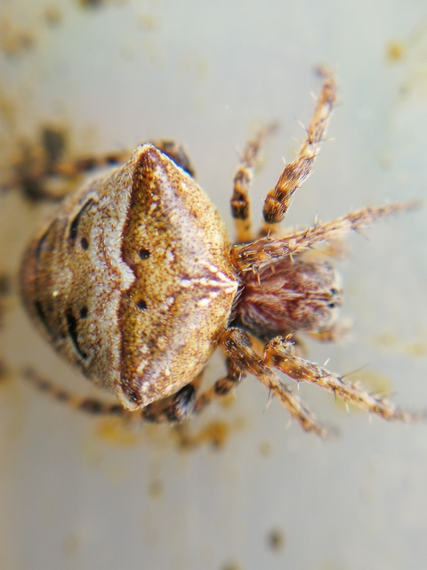 Gibbaranea bituberculata - kétcsúcsú keresztespók