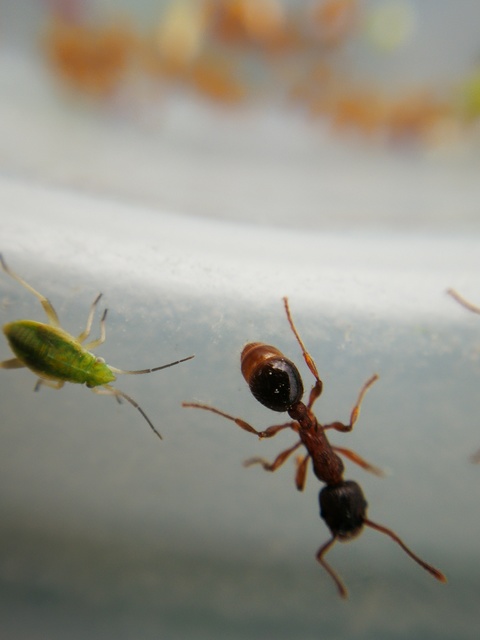 Myrmica curvithorax - sziki bütyköshangya
