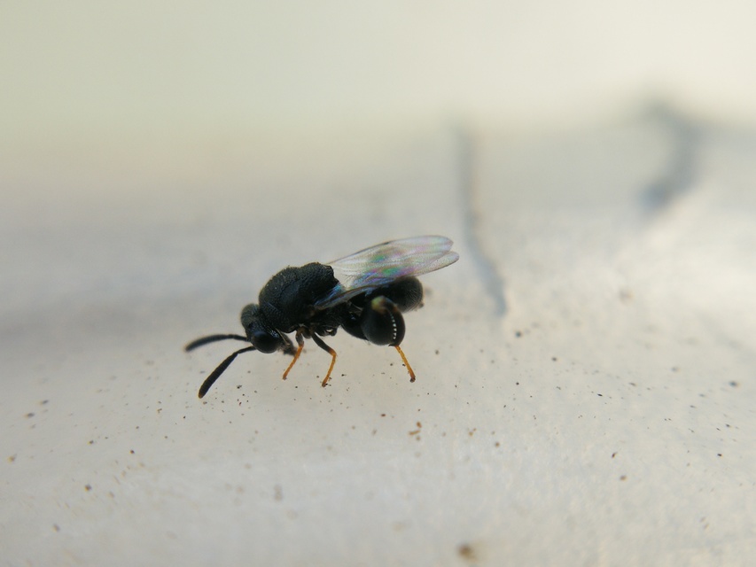 Chalcididae - vastagcombú fémfürkészek