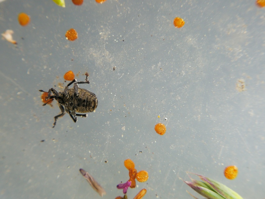Ceutorhynchus assimilis - repcegyökér-ceutormányos