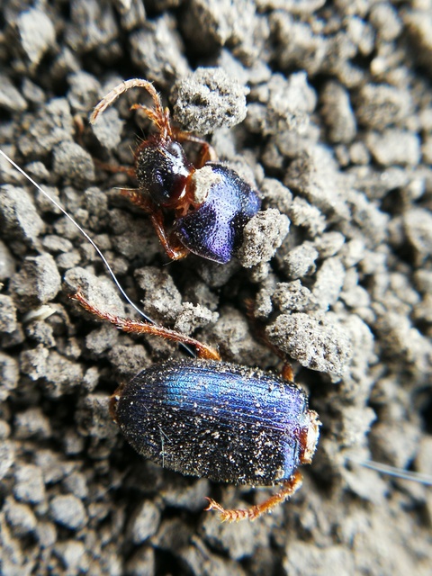 Ophonus azureus - azúrkék bársonyfutó