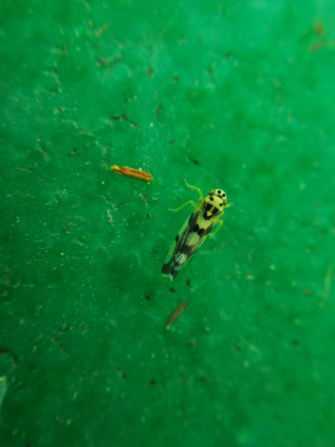 Eupteryx
