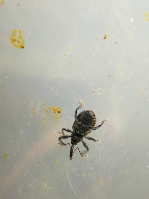 Anthonomus rubi - szamóca-bimbólikasztó Anthonomus rubi - szamóca-bimbólikasztó