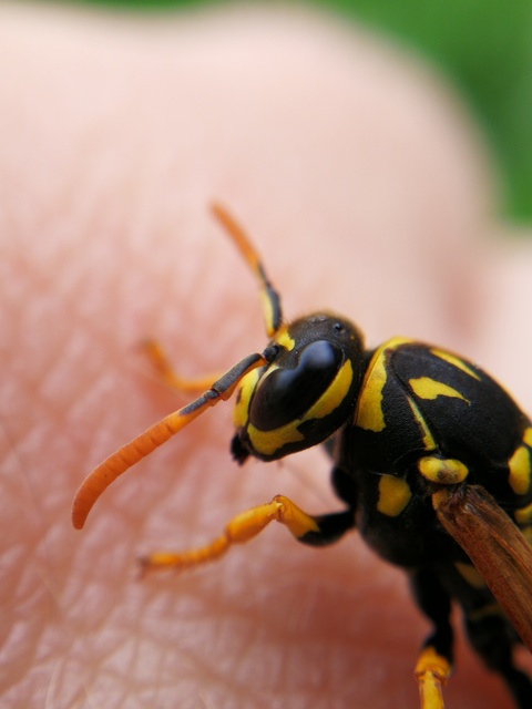 Polistes dominulus - déli papírdarázs