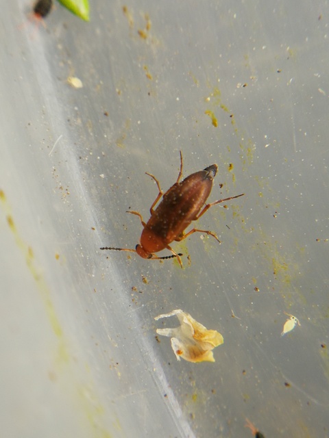 Anaspis flava - sárga árvabogár
