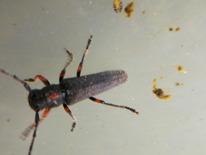 Phytoecia pustulata - parányi fűcincér