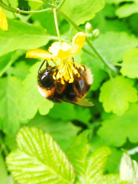 Bombus terrestris/lucorum